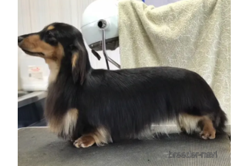 販売中のミニチュアダックスフンド(ロングヘアード)の親犬